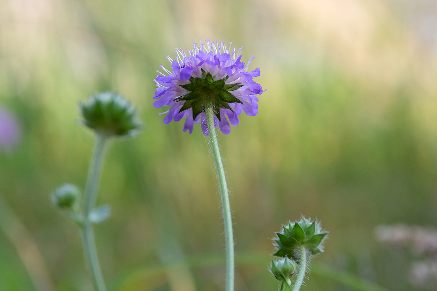 Изображение особи Knautia arvensis.