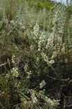 Atraphaxis frutescens. Цветущие и плодоносящие растения. Оренбургская обл., Кувандыкский муниципальный округ, северная оконечность Долгих гор, степной склон. 10 июня 2025 г.