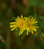 unknown species. Соцветие. Калужская обл., Боровский р-н, окр. дер. Чёлохово, высота 200 м н.у.м, бровка лесополосы (дерёза, ель), которая находится с запада от сенокосного луга на старой залежи. 15 августа 2026 г.