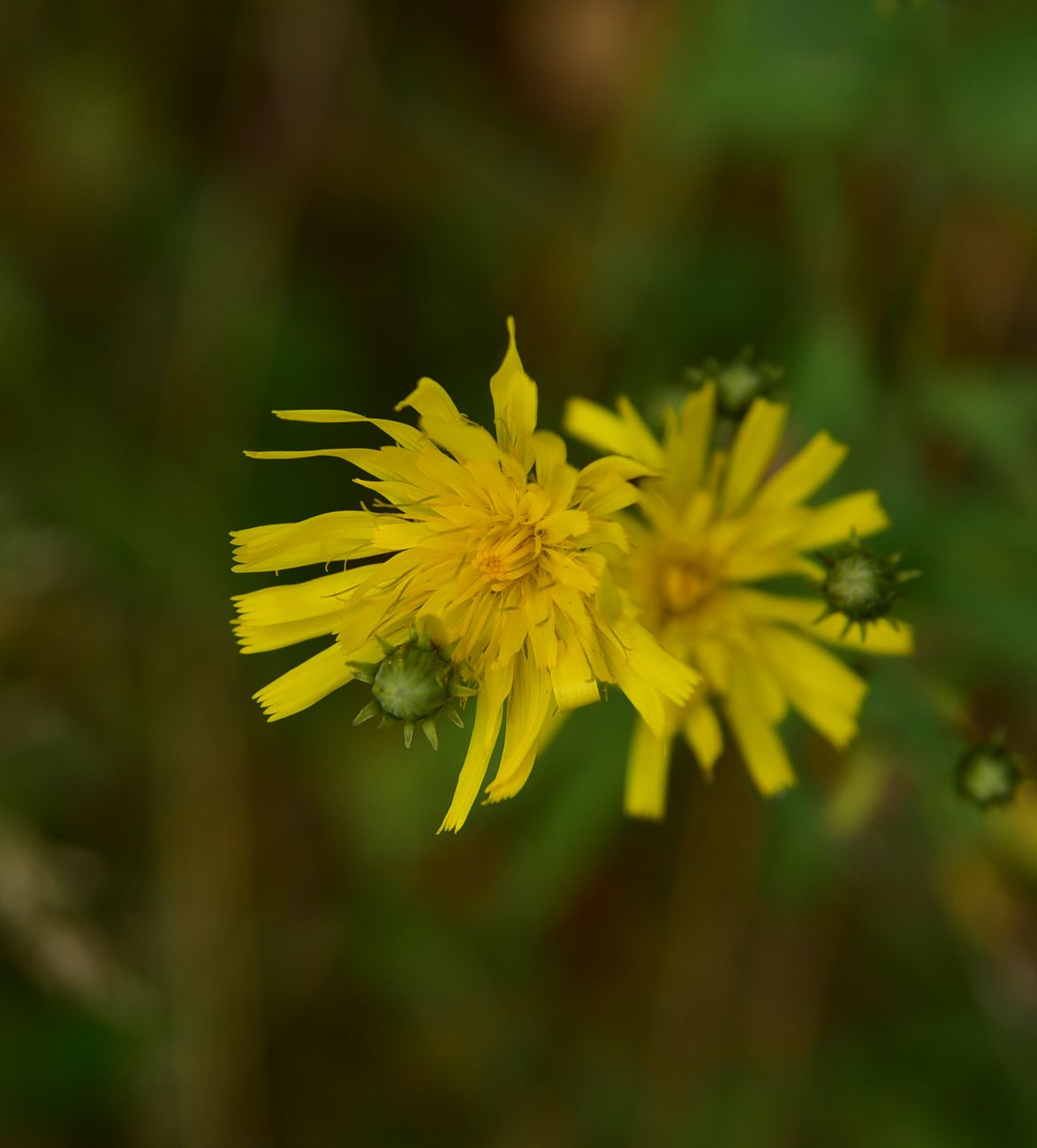 Image of Unknown species specimen.