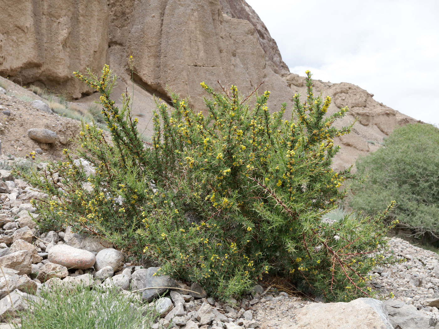 Изображение особи Berberis kaschgarica.