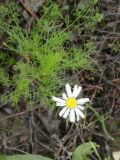 Tripleurospermum inodorum. Цветок. Республика Молдова, муниципалитет Кишинёв, г. Кодру. 14 декабря 2025 г.