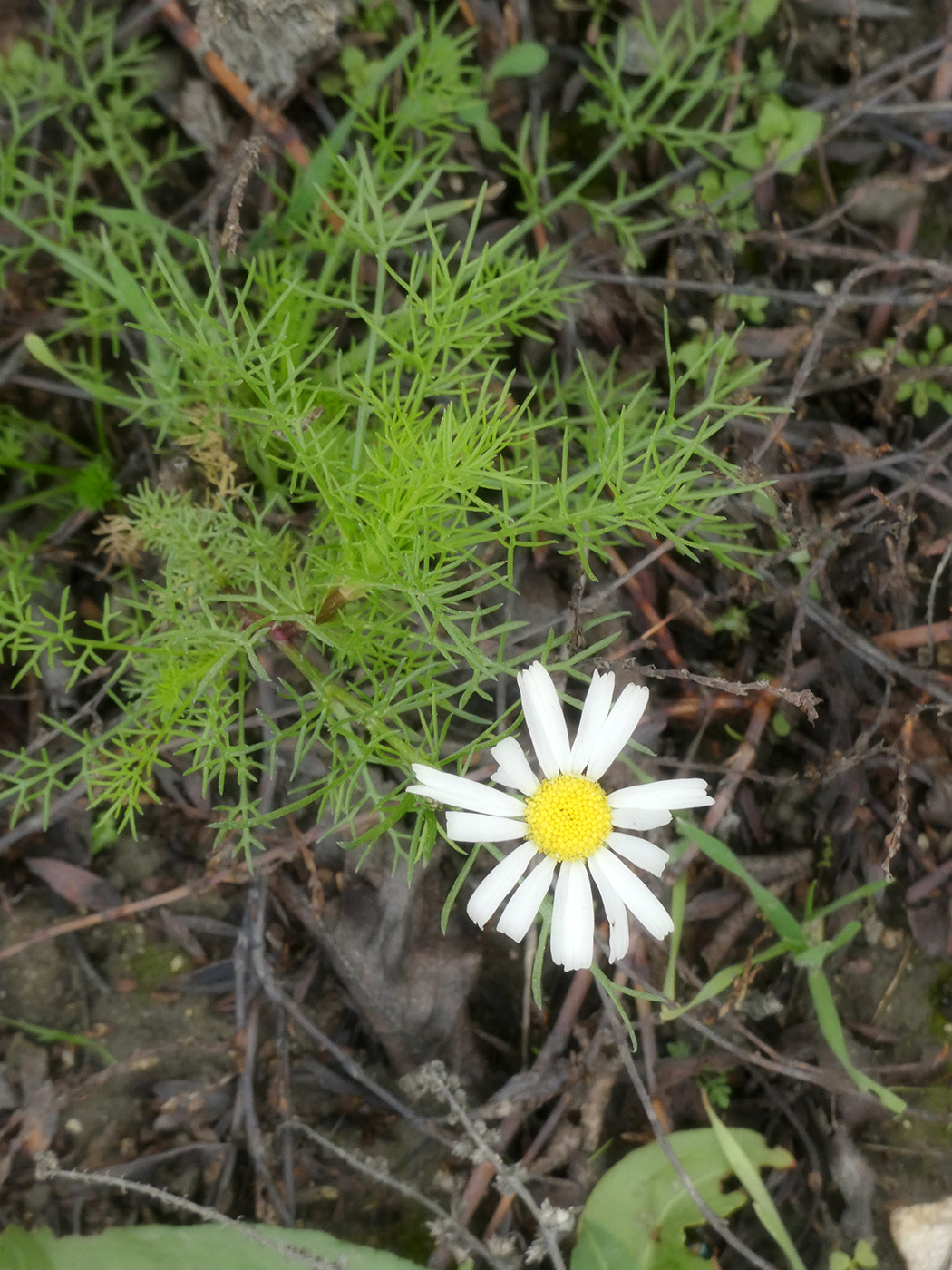 Image of Tripleurospermum inodorum specimen.