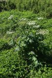 Heracleum sosnowskyi. Скошенное и отросшее цветущее и плодоносящее растение среди зарослей Urtica dioica. Беларусь, Витебская обл., пос. Езерище у коровников, зарастающий бурьяном пустырь. 18.07.2026.
