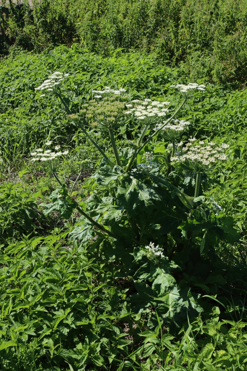 Image of Heracleum sosnowskyi specimen.