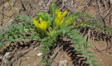 Astragalus wolgensis