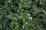Fragaria moschata. Цветущие растения в березняке. Москва, Кузьминский парк. 04.06.2011.
