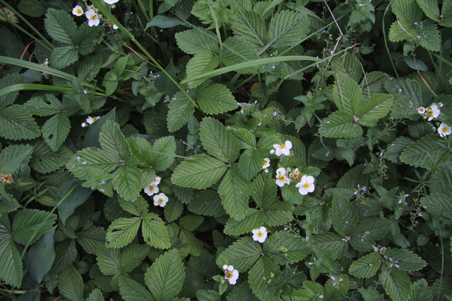 Изображение особи Fragaria moschata.