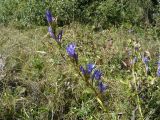 Gentiana pneumonanthe