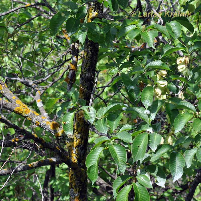 Изображение особи Ulmus macrocarpa.