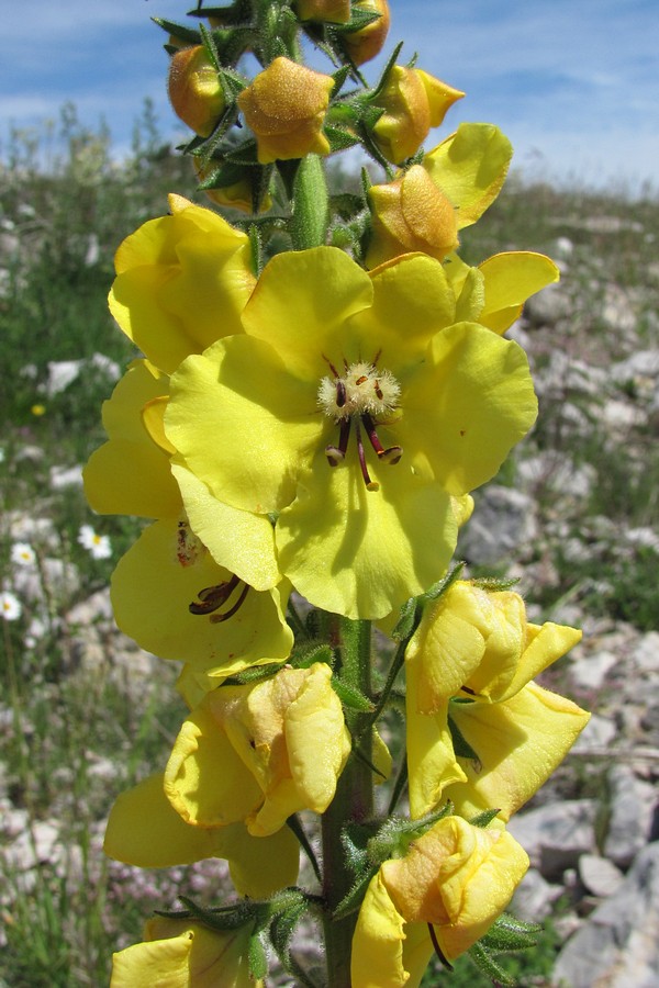 Изображение особи Verbascum spectabile.