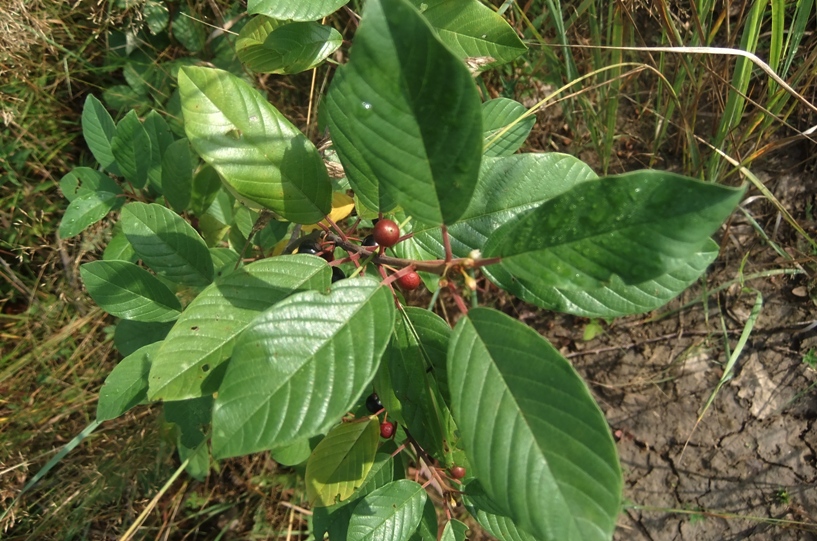 Image of Frangula alnus specimen.