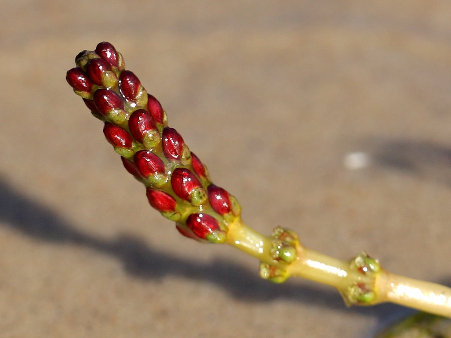 Image of Myriophyllum sibiricum specimen.