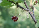 Ribes atropurpureum. Часть побега с плодами. Восточный Казахстан, Маркакольский заповедник. Август 2008 г.
