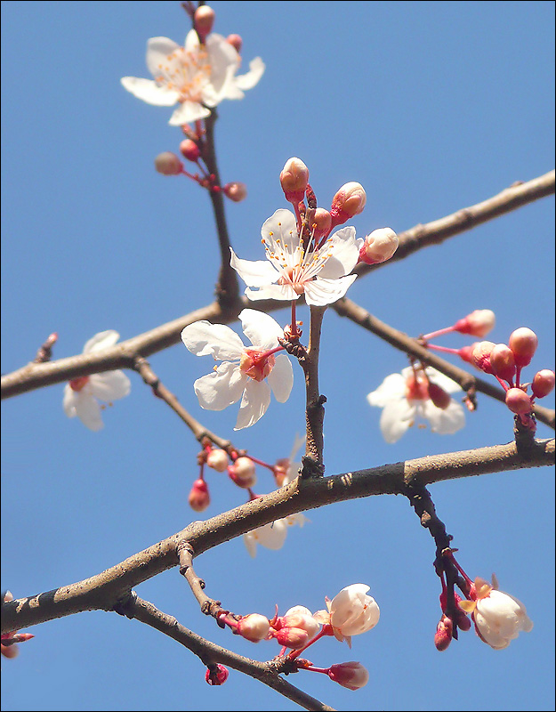 Изображение особи Prunus cerasifera.