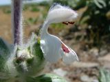 Phlomoides eriocalyx