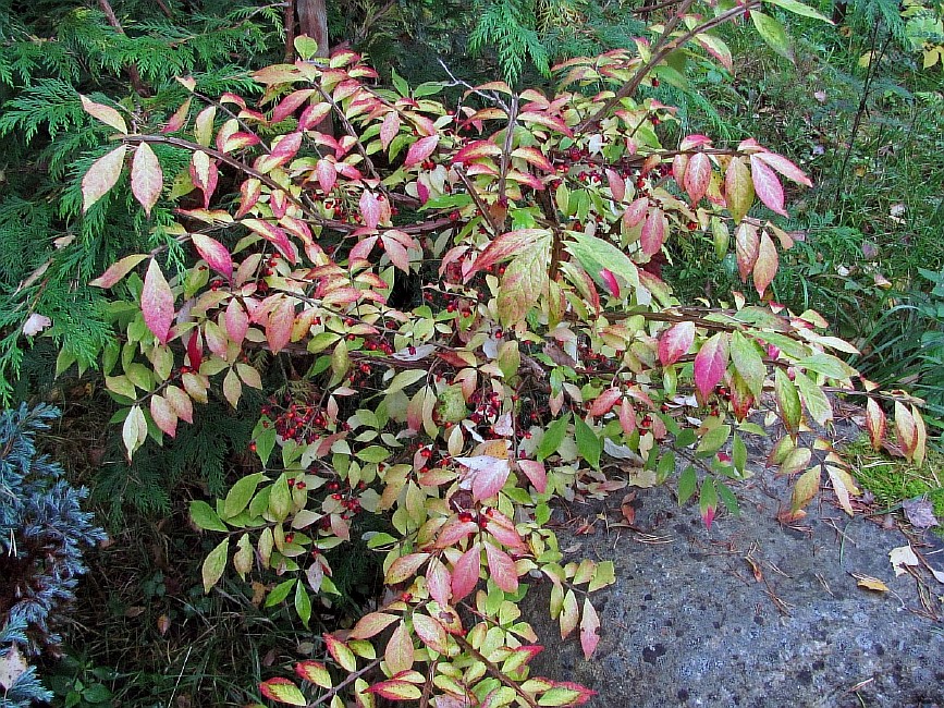 Image of Euonymus sacrosanctus specimen.