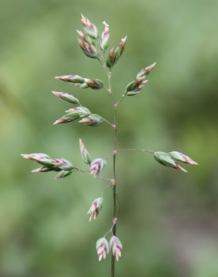 Image of Poa alpina specimen.