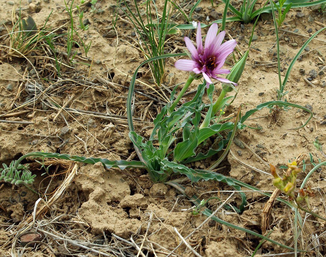 Image of Tragopogon marginifolius specimen.