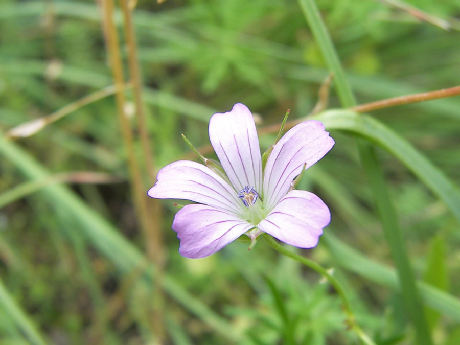 Изображение особи Geranium columbinum.