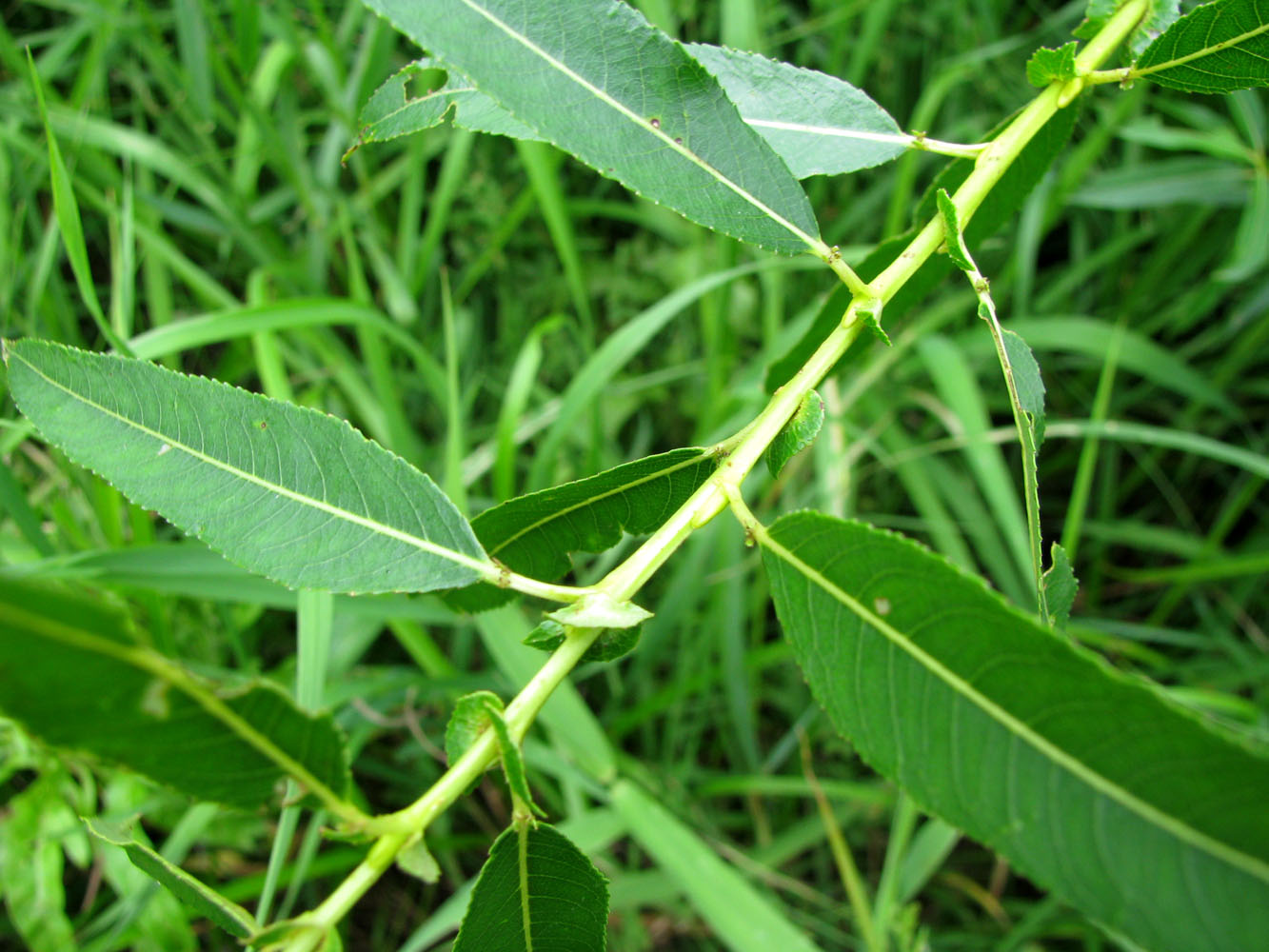 Image of Salix &times; meyeriana specimen.