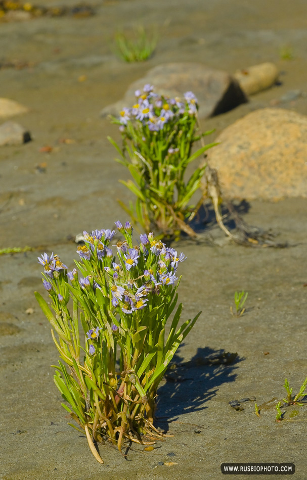 Изображение особи Tripolium pannonicum ssp. tripolium.