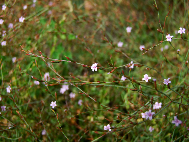 Изображение особи Limonium galilaeum.