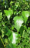 Betula pendula