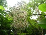 Aralia cordata