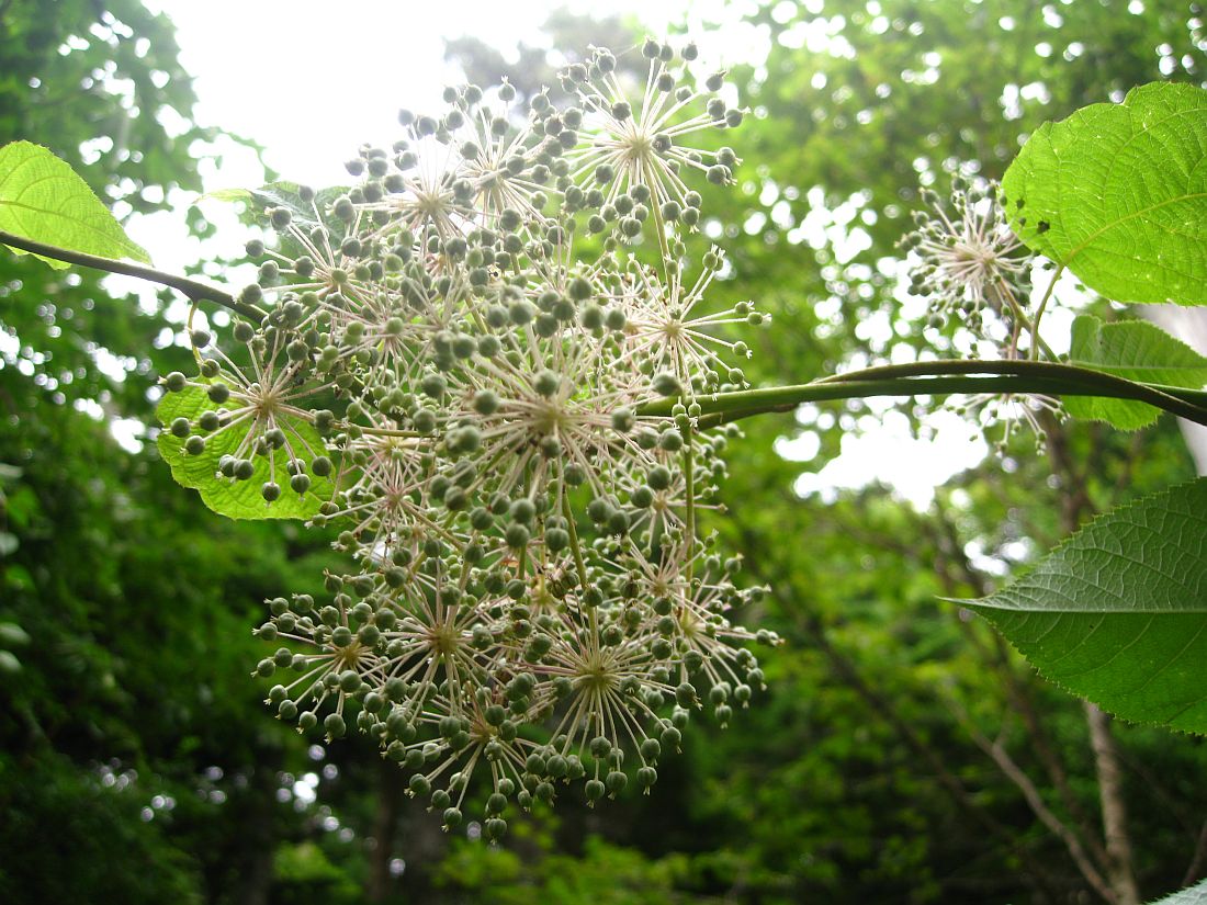 Image of Aralia cordata specimen.