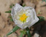 Portulaca grandiflora. Цветок. Узбекистан, г. Ташкент, пос. Улугбек, в культуре. 26.06.2011.