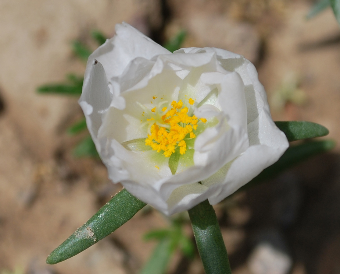 Изображение особи Portulaca grandiflora.