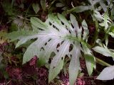 Cirsium oleraceum