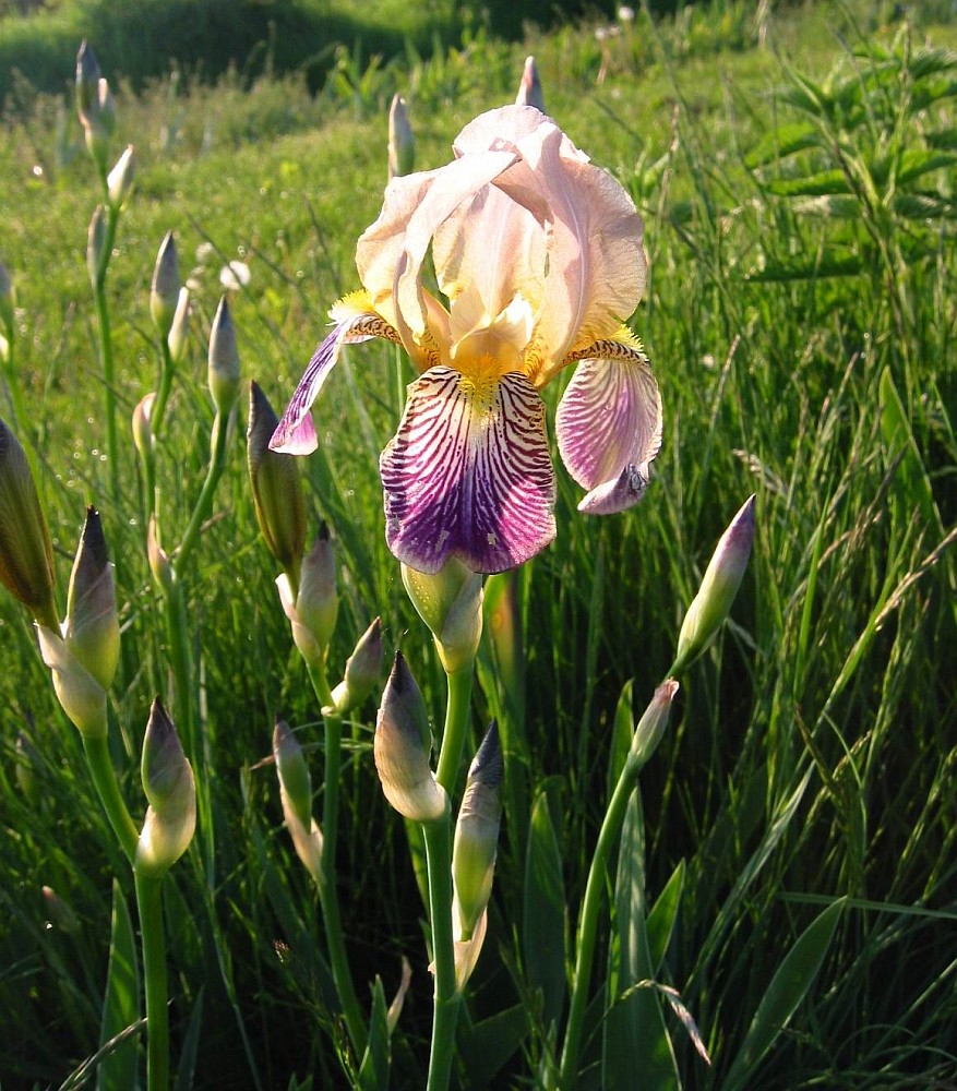 Image of Iris squalens specimen.