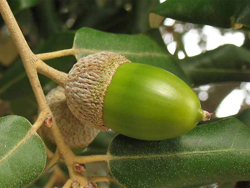 Изображение особи Quercus suber.