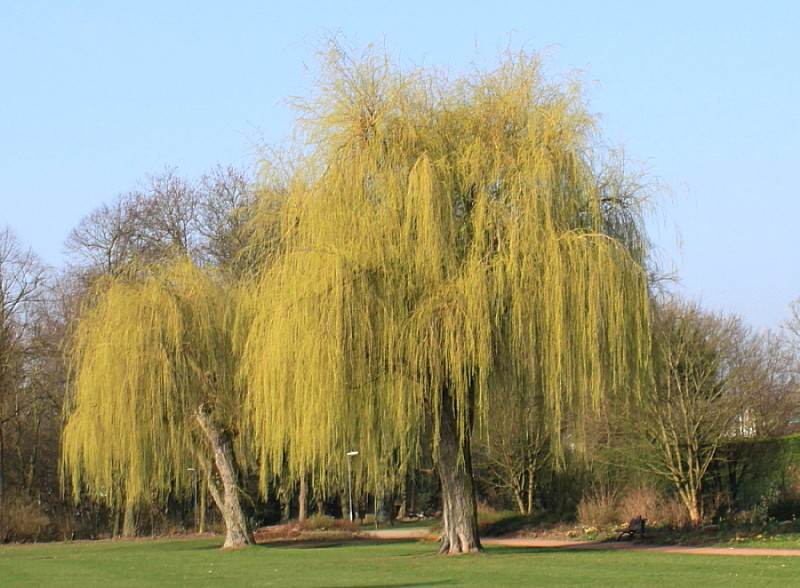 Изображение особи Salix &times; sepulcralis.