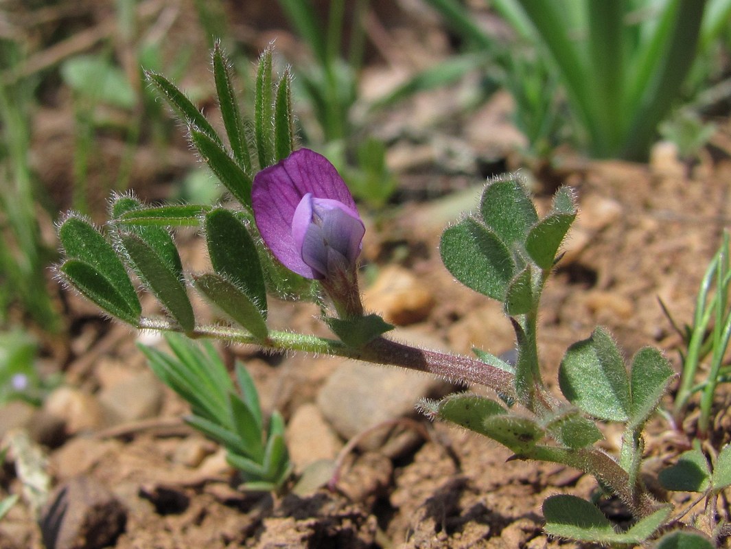 Image of Vicia lathyroides specimen.