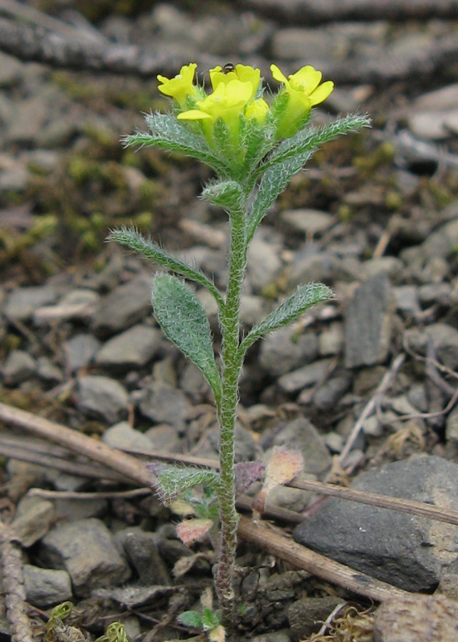 Image of Alyssum umbellatum specimen.