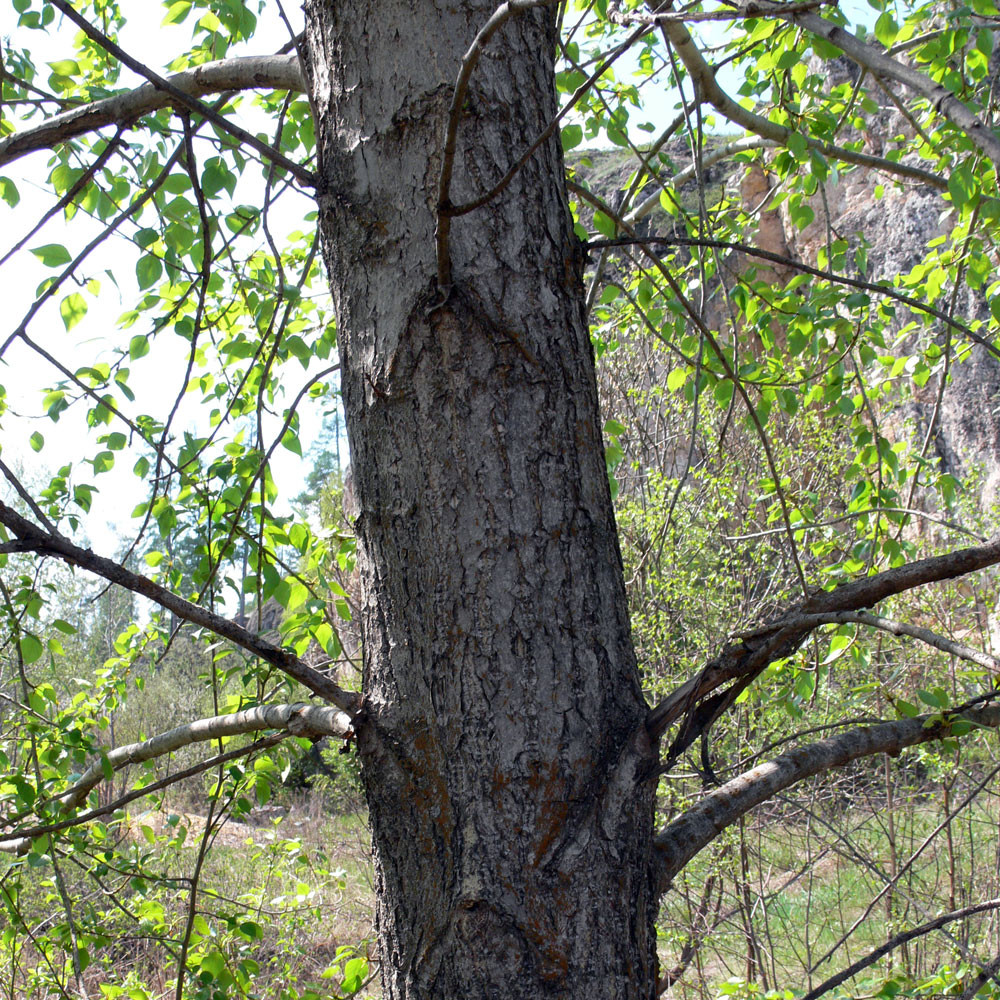 Image of Populus &times; sibirica specimen.