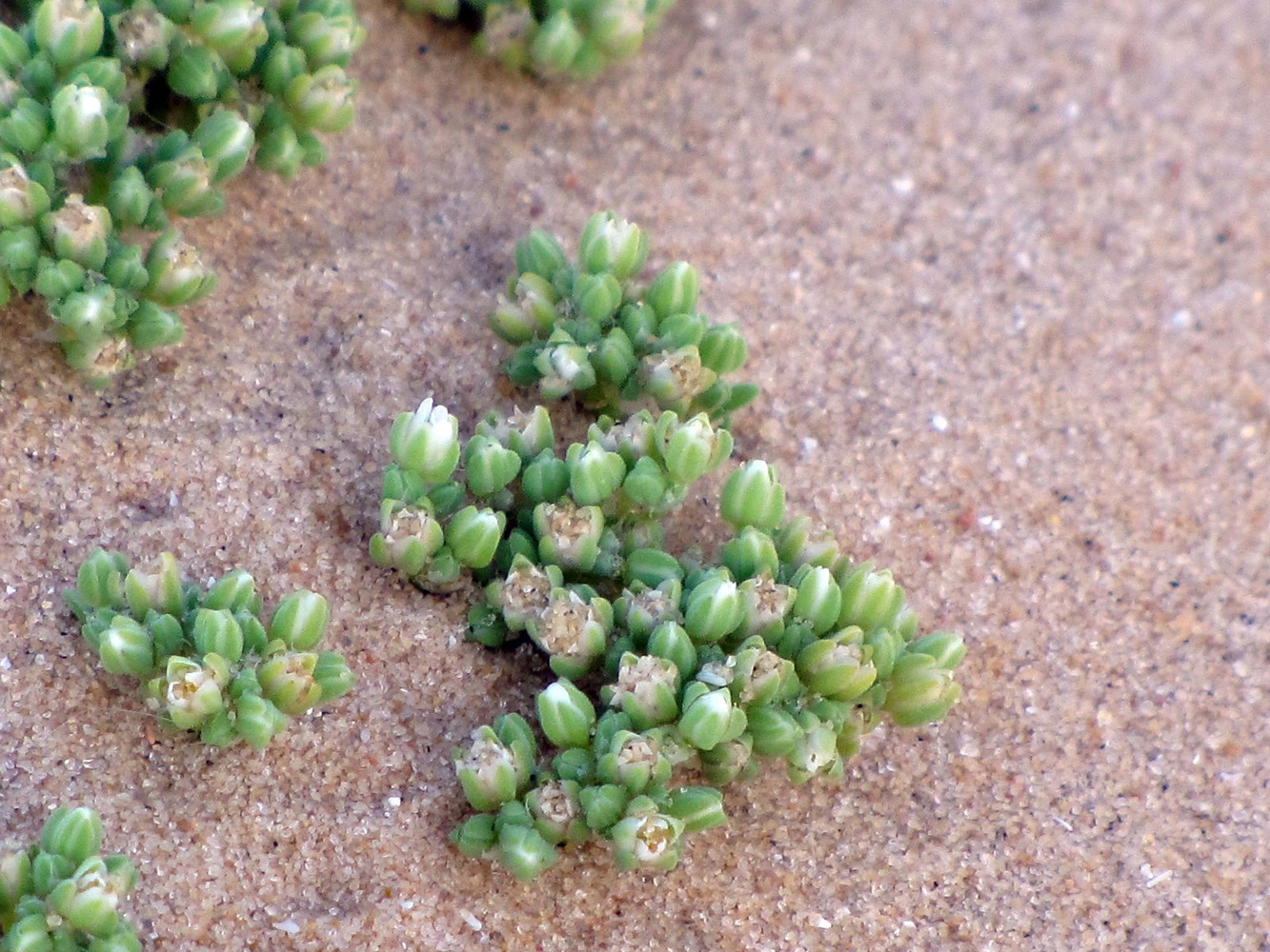 Изображение особи Polycarpon succulentum.