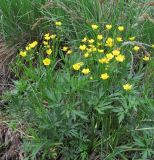 Ranunculus repens