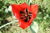 Tulipa micheliana. Цветок (вид сверху). Узбекистан, г. Ташкент, Ботанический сад им. Ф.Н. Русанова, в культуре. 28.03.2008.