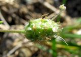 Plantago arenaria