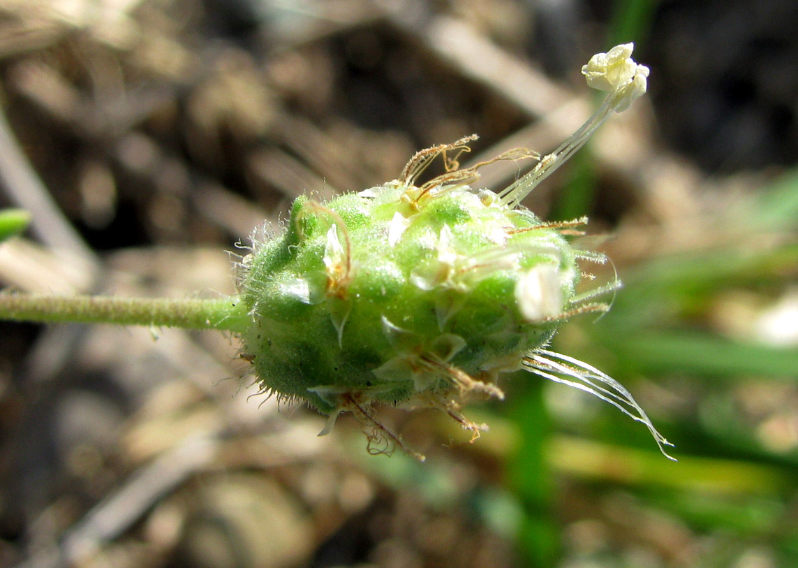 Image of Plantago arenaria specimen.