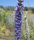 Veronica maeotica. Часть соцветия. Украина, Днепропетровская обл., балка в верховьях р. Самоткань. 07.06.2012.