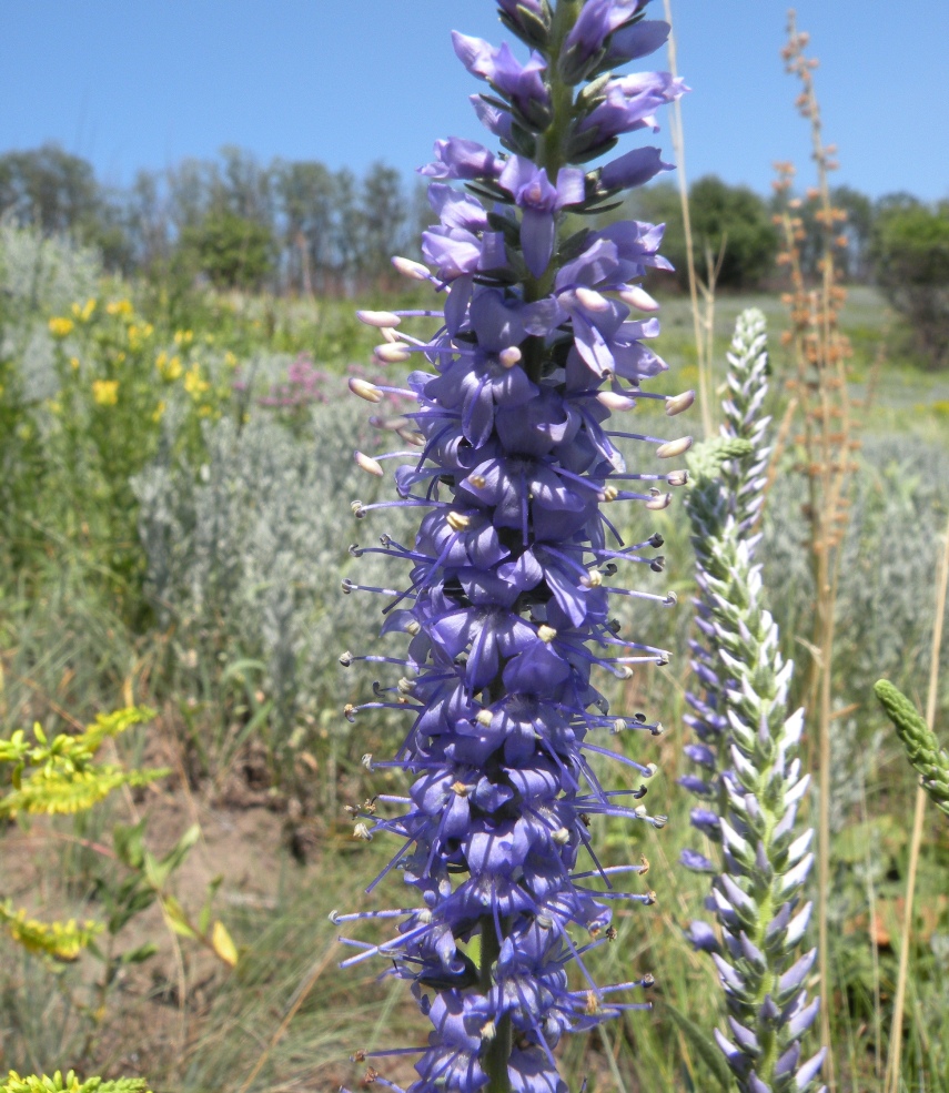 Изображение особи Veronica maeotica.