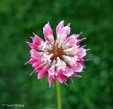 Trifolium hybridum. Соцветие. Украина, г. Киев, Южная Борщаговка, просп. Академика Королёва, спонтанный газон. 13 июня 2012 г.