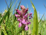 Dactylorhiza incarnata. Соцветие. Берег реки, Ленинградская область (гатчинская \"чудо-поляна\"), 4 июня 2008 года.