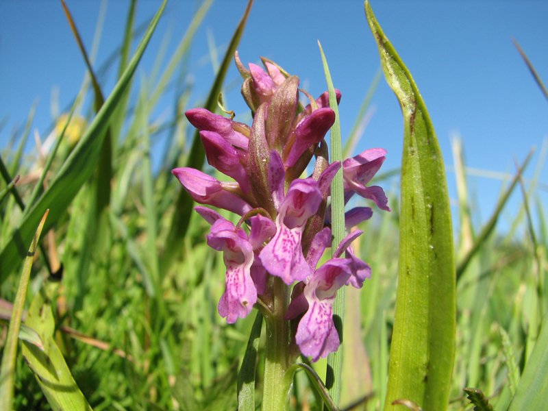 Изображение особи Dactylorhiza incarnata.