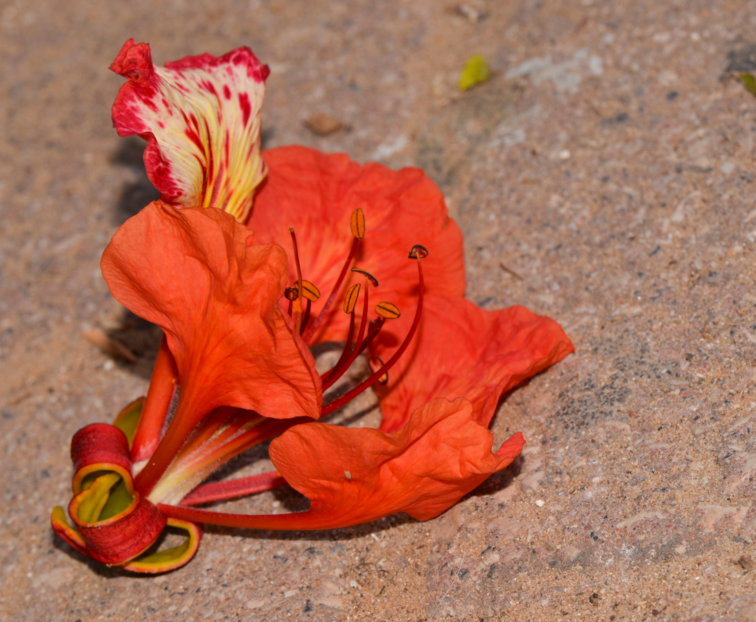 Image of Delonix regia specimen.